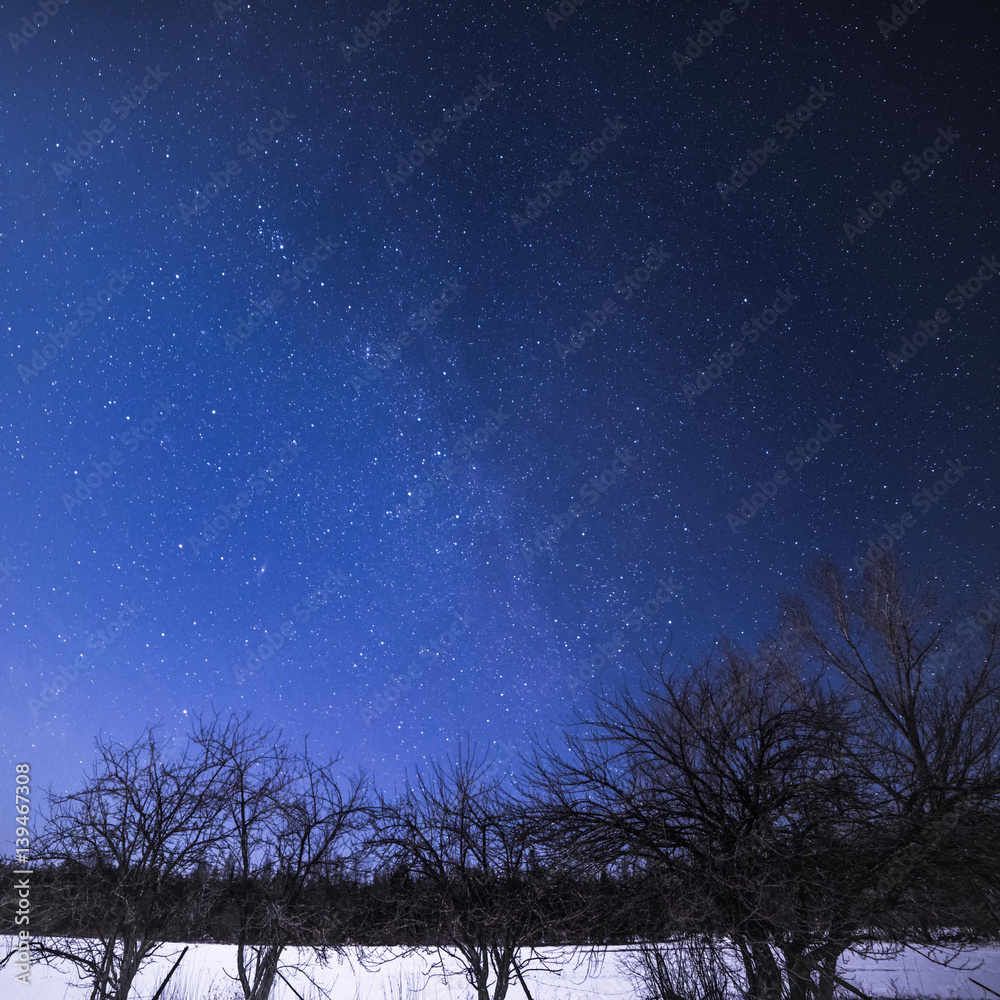 Rural Winter Landscape at night with trees and stars