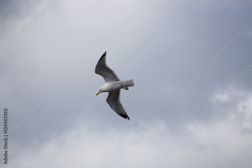 Obraz premium mouette en vol