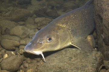 Underwater photography of a nice fish Barbel (Barbus barbus). Freshwater fish in the clean river and  stone bacground. Wildlife animal.
