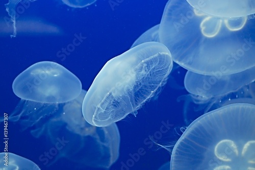 Jellyfish Drifting Background © Gudellaphoto