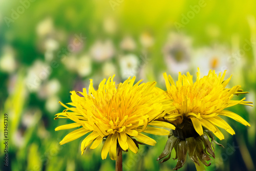 Obraz na plátně Field Sow Thistle - Field Flowers
