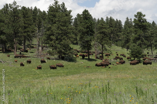 South Dakota sheep, buffalo, mountain goats and pronghorns.