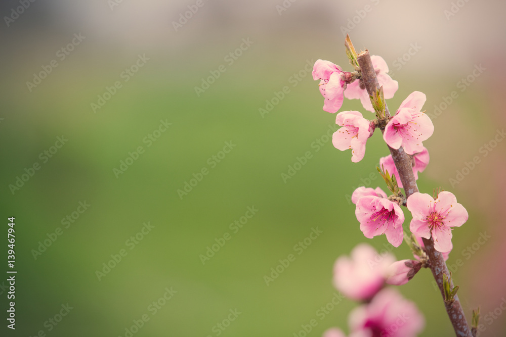 photo of beautiful blooming tree with wonderful small pink flowers in spring photo of beautiful blooming tree with wonderful small pink flowers in spring