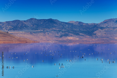 Photography Great Salt Lake with swimming on surface birds