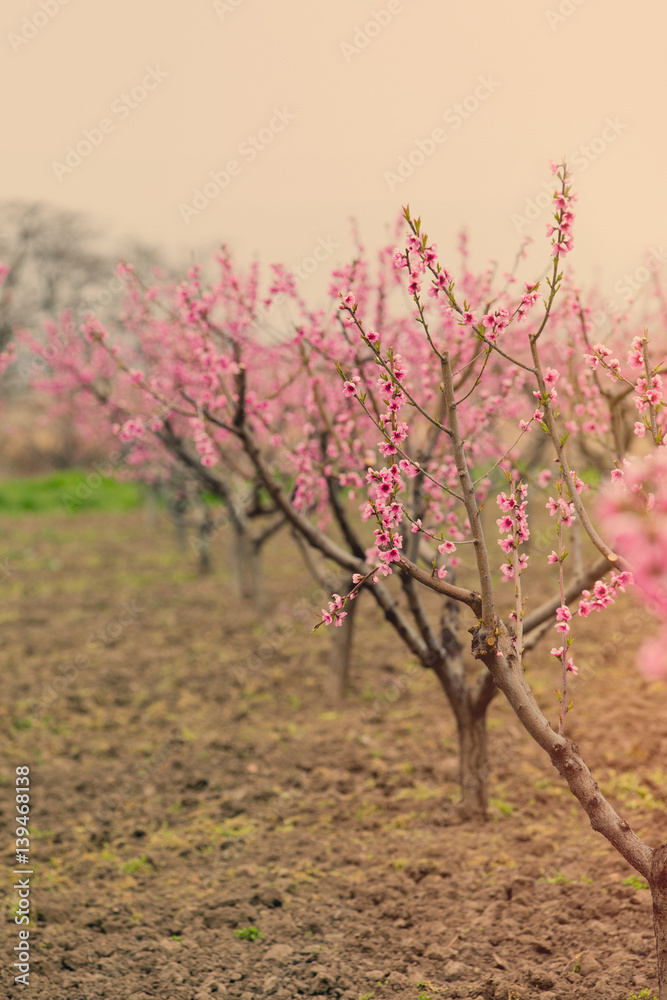 photo of beautiful blooming trees with wonderful small pink flowers in spring photo of beautiful blooming trees with wonderful small pink flowers in spring