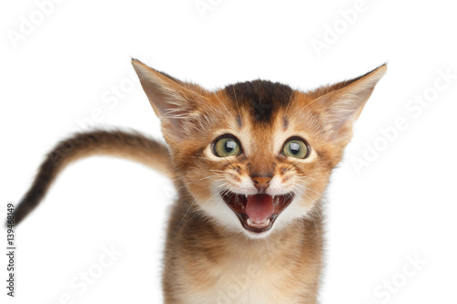 Portrait of Meowing Abyssinian Kitty with tail call mom on Isolated White Background