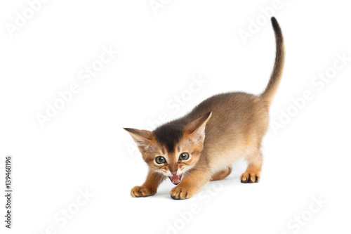 Hissing Abyssinian Kitty like a wild cat on Isolated White Background © seregraff