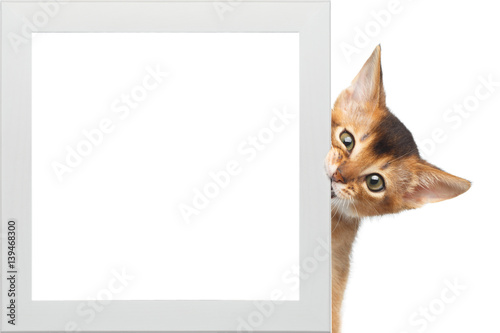 Curious Abyssinian Kitty Looking from frame and bite on Isolated White Background