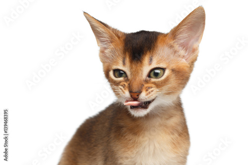 Portrait of Bad Abyssinian Kitty on Isolated White Background, making faces, showing tongue