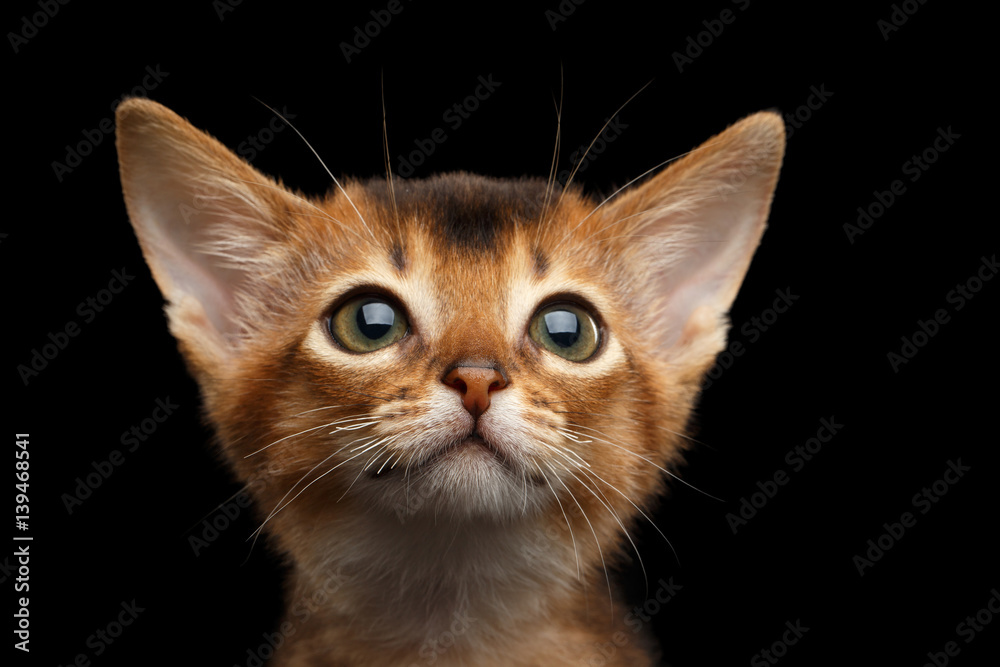 Portrait of Cute Abyssinian Kitty with huge eyes on Isolated Black Background