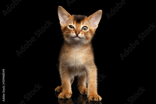 Funny Abyssinian Kitty Standing with winked eye on Isolated Black Background, front view