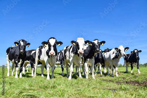 Milchviehzucht - Herde neugieriger Rinder auf einer Weide 