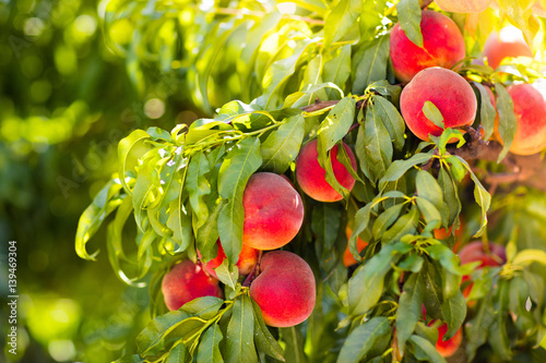 Konstfotografi Fresh ripe peach on tree in summer orchard