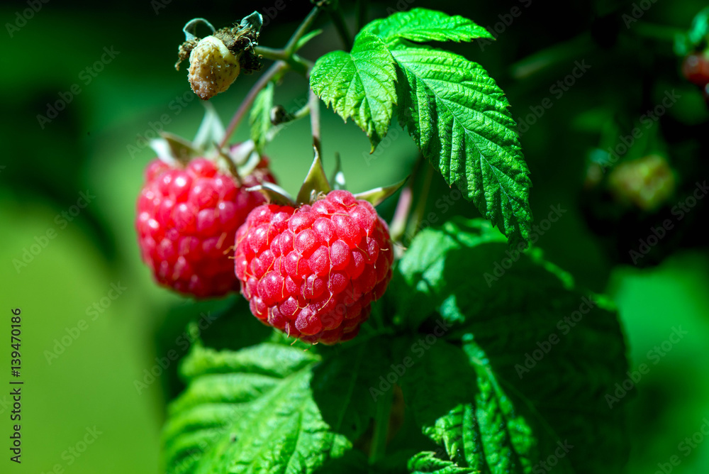 Macro shot of a group of fresh and ripe raspberries in a fruit garden on a sunny day on a green background
Macro shot of a group of fresh and ripe raspberries in a fruit garden on a sunny day on a green background