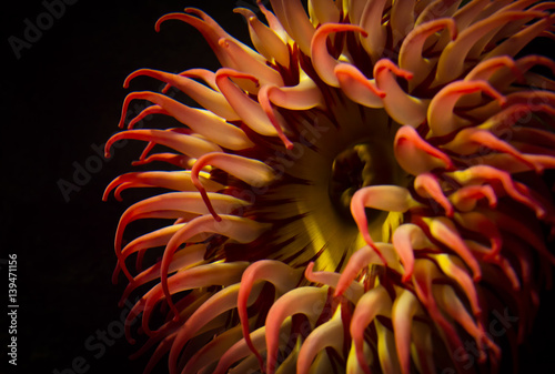 Sea Anemone