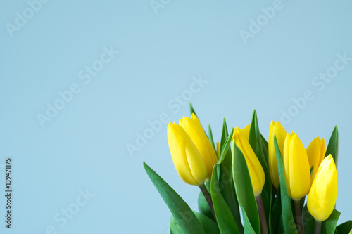 yellow tulips on the right side of light blue background