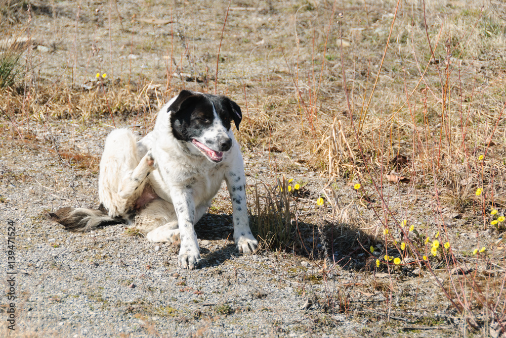 Dog on the street