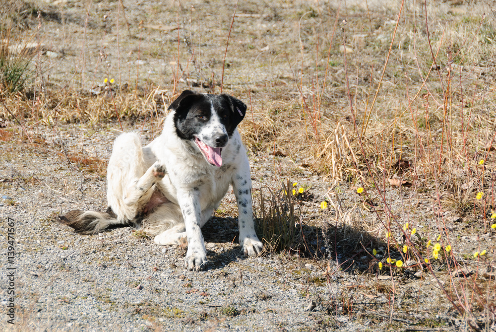 Dog on the street