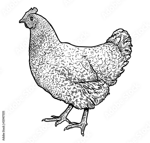 Chicken illustration, drawing, engraving, ink, line art, vector