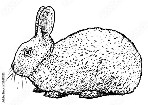 Rabbit illustration, drawing, engraving, ink, line art, vector