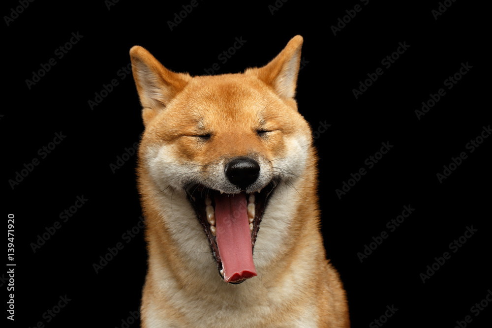 Portrait of Shiba inu Dog, closed his eyes and squeal Isolated Black Background, Front view