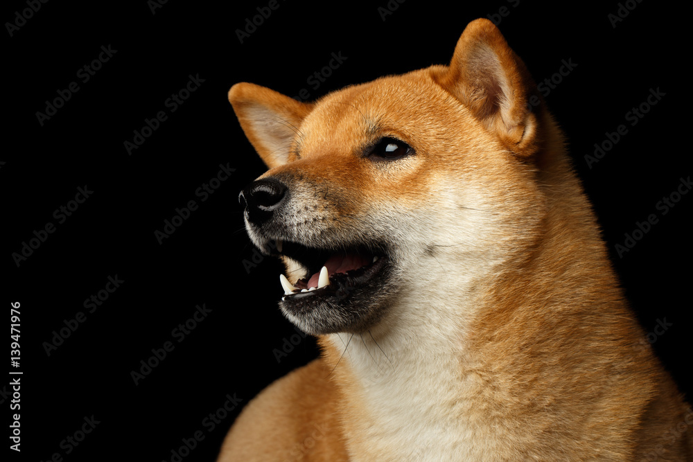 Close-up Portrait of head Shiba inu Dog, Looks friendly, Isolated Black Background, Profile view