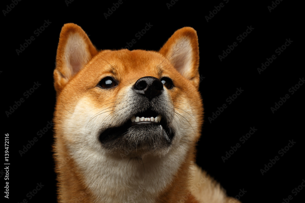 Portrait of Shiba inu Dog, questioning Stare, Isolated Black Background, Front view