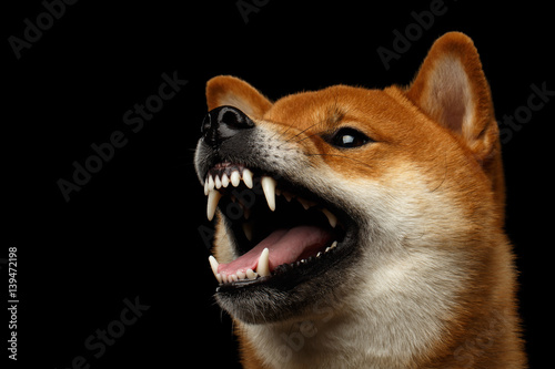 Aggressive Portrait of Growls Shiba inu Dog, Isolated Black Background, Profile view