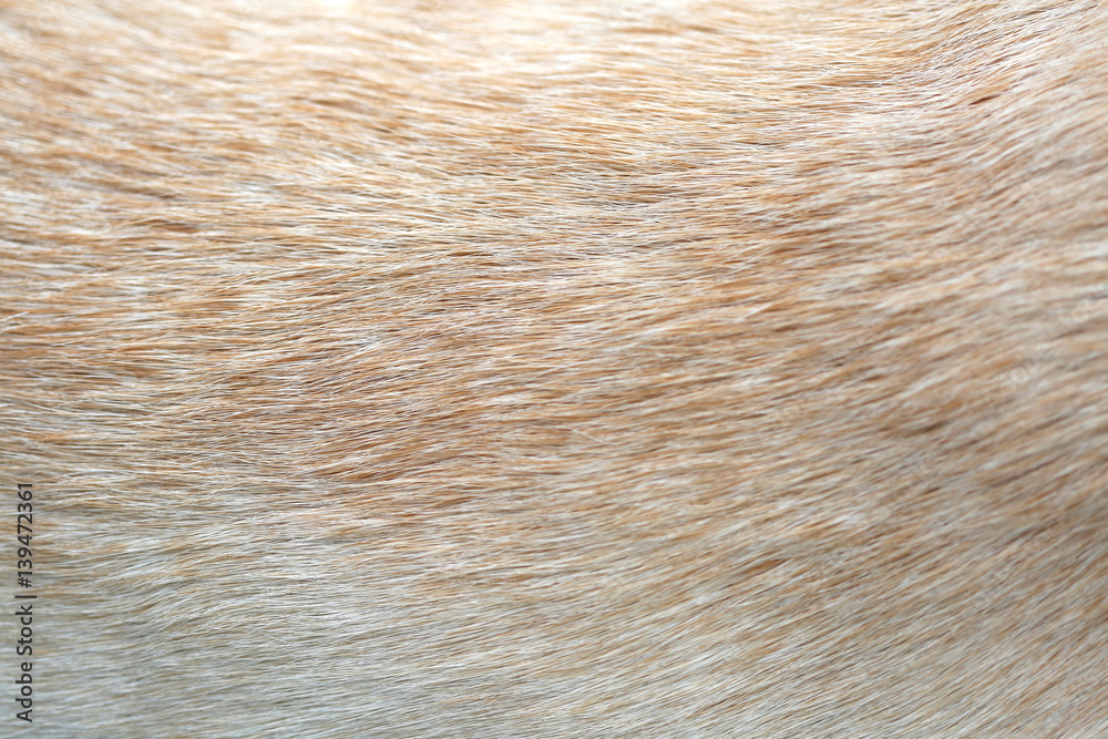 Close up of Dog fur for texture Close up of Dog fur for texture