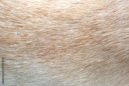 Close up of Dog fur for texture