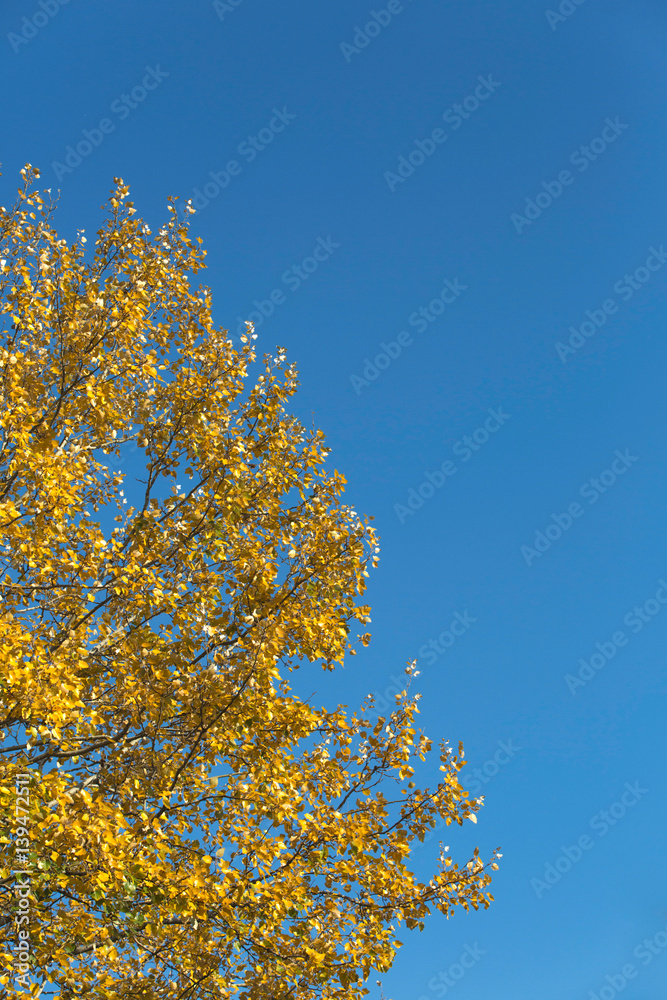 Autumn tree with leaf and blue sky