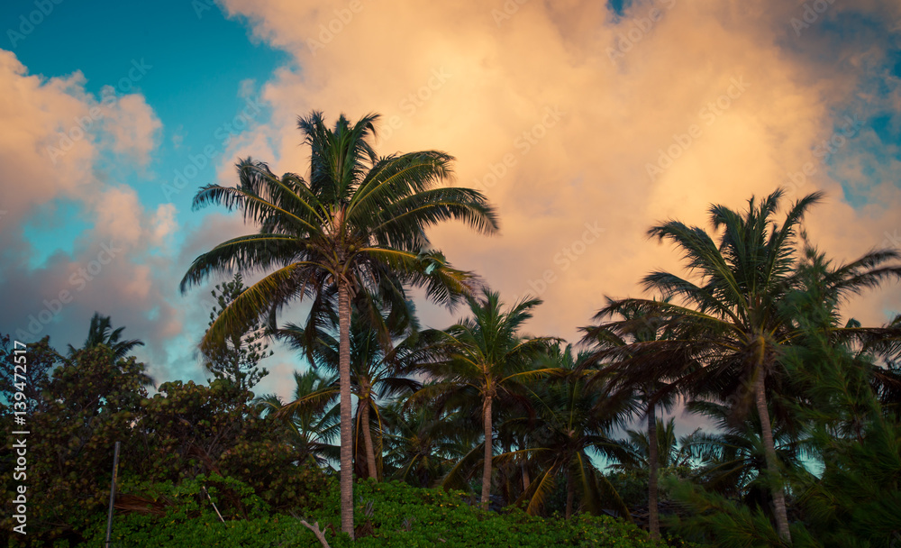 palm trees at sunrise