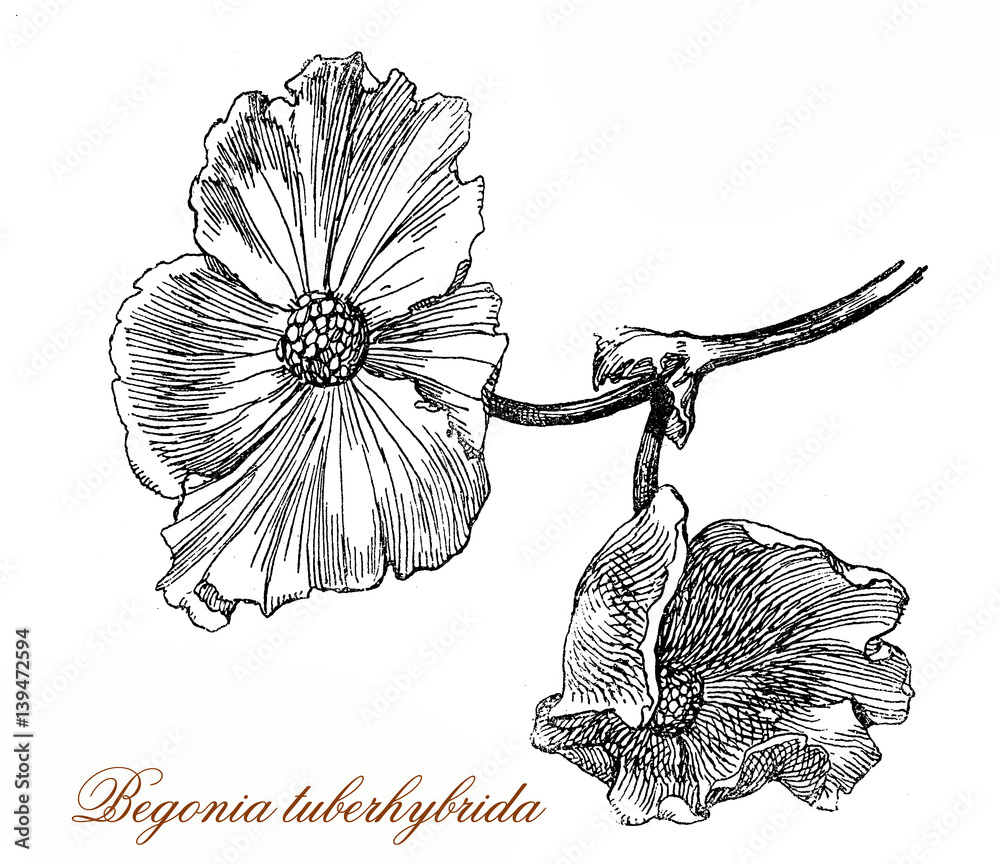 Vintage engraving of begonia × tuberhybrida, ornamental variety named also  tuberosa with spectacular flowers ilustración de Stock | Adobe Stock