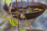 Wedding rings hanging on a branch of grapes