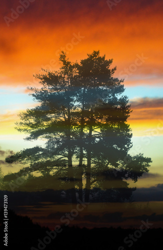 Summer sunset with pine tree