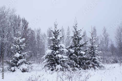 Beautiful winter landscape with fir-trees.
