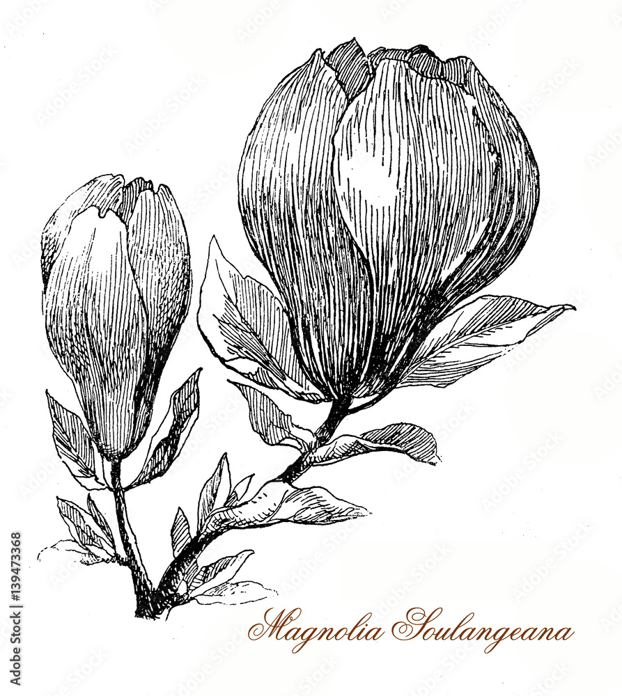 Obraz premium Vintage engraving of Magnolia soulangeana flowers, flowering from a deciduous tree in early spring before the leaves