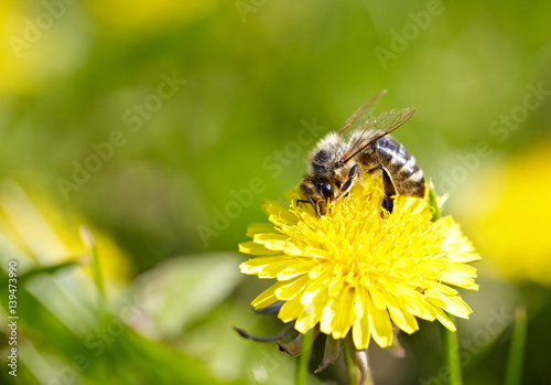 Bee on yellow dandelion flower. Defocused nature green and yellow in background. © Marek Walica