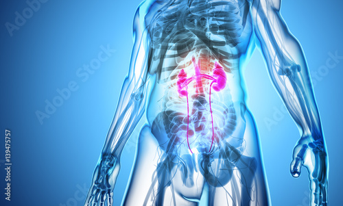 3D illustration of Urinary System, medical concept.