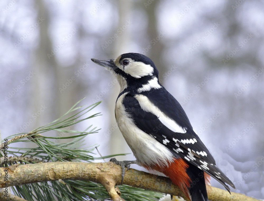 Great spotted woodpecker on pine branches near the feedefs.