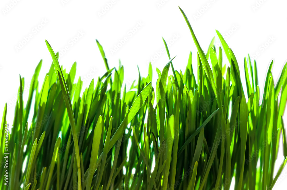Fresh green spring grass blades Fresh green spring grass blades