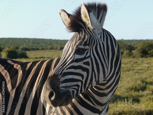 Zebra