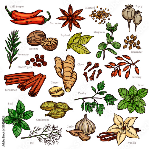 Sketch Herbs And Spices Color Set