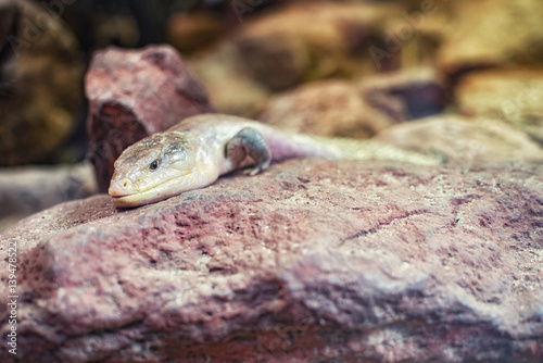close up on blue-tongued skink (tiliqua scincoides) photo