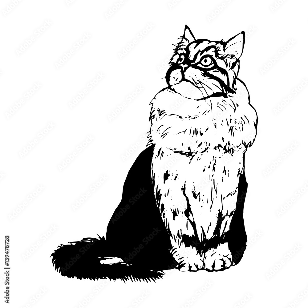 Fluffy cat on a white background, graphic illustration. Vector