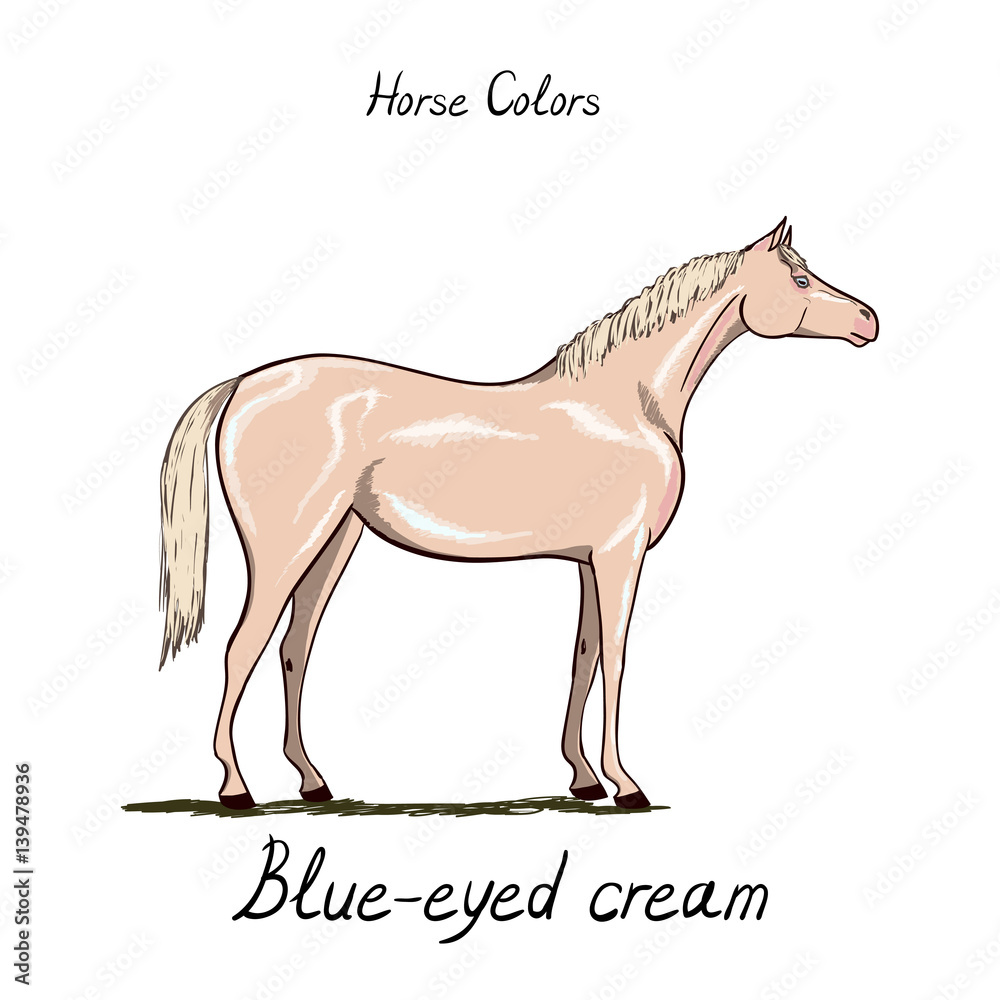 Horse color chart. Equine coat colors with text. Equestrian scheme