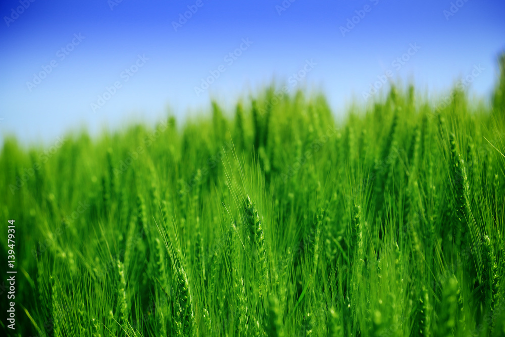 Green wheat detail Green wheat detail