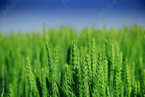 Green wheat detail