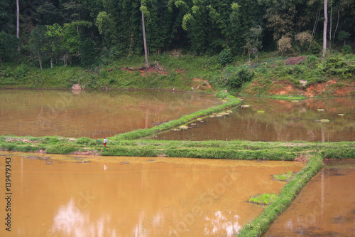 campos de arroz