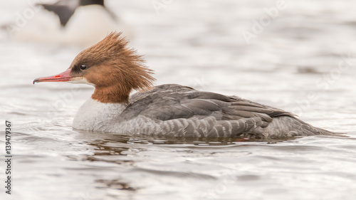 Canvas Print Goosander (Mergus merganser) female swimming